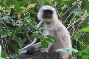 rights of monkey under wildlife protection act