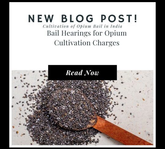 Bail Hearings for Opium Cultivation Charges
